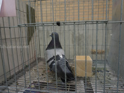 XIV Concurso Exposición de Palomas de Raza en Mula 2024